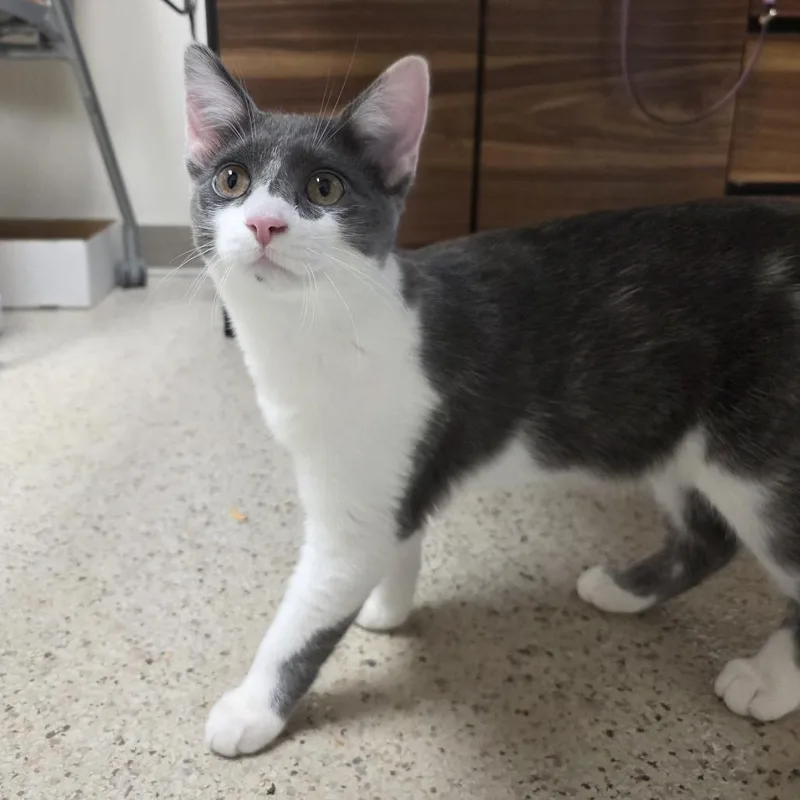 A young medium-sized female Gray / Blue / Silver Domestic Short Hair cat named Ines for adoption in Oshkosh, WI