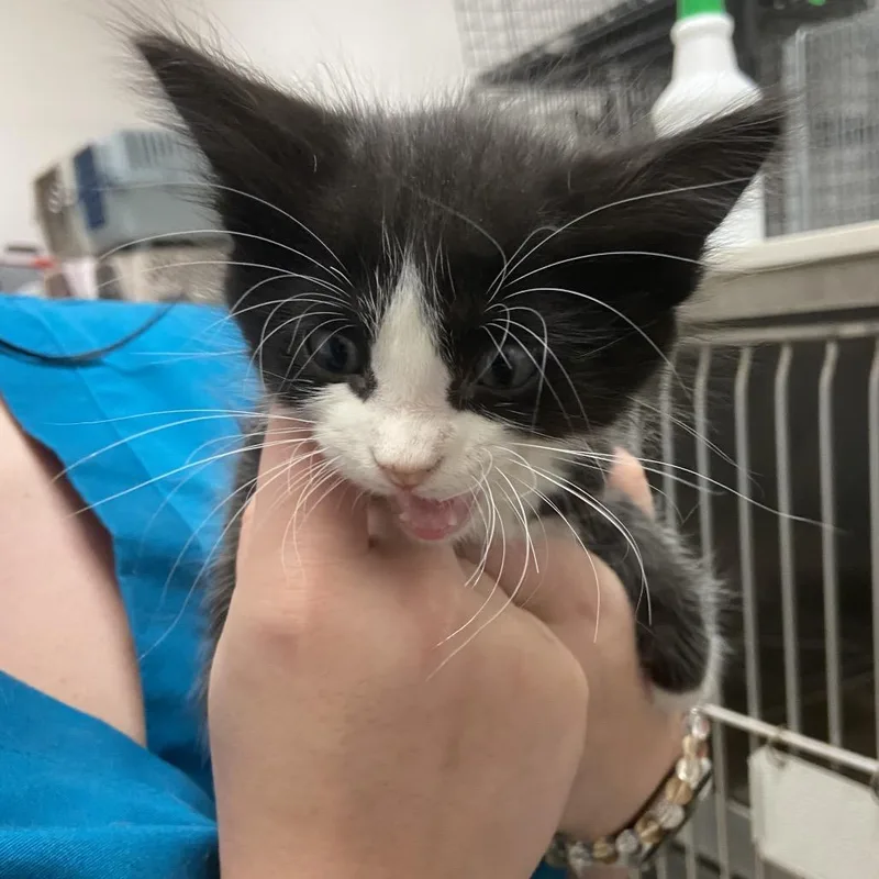 A baby small-sized female Domestic Short Hair cat named Wave for adoption in Monroe, LA