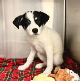 A baby medium-sized female Mixed Breed dog named Spring Roll for adoption in West Chester, PA