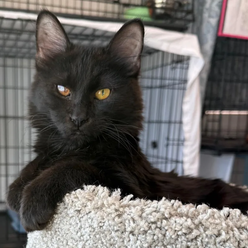 A young medium-sized male Black Domestic Medium Hair cat named Ward for adoption in Bismarck, ND