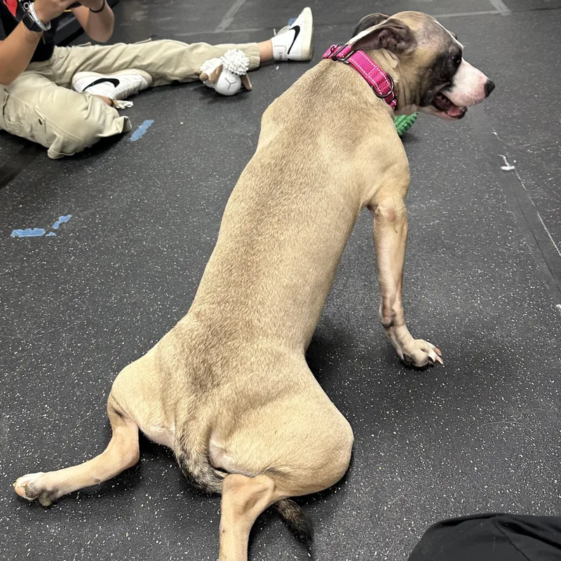 A young medium-sized female Apricot / Beige Mixed Breed dog named Amara for adoption in Youngstown, OH