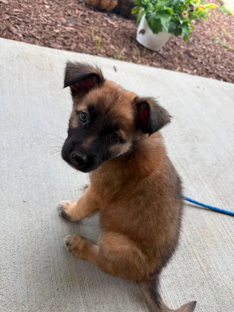 A baby large-sized female German Shepherd Dog dog named Ivey for adoption in Holbrook, NY