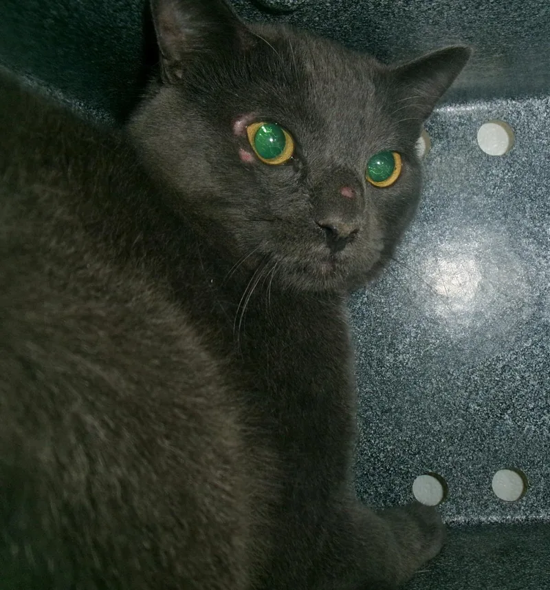 An adult medium-sized male Gray / Blue / Silver Domestic Short Hair cat named Sidon for adoption in Plover, WI