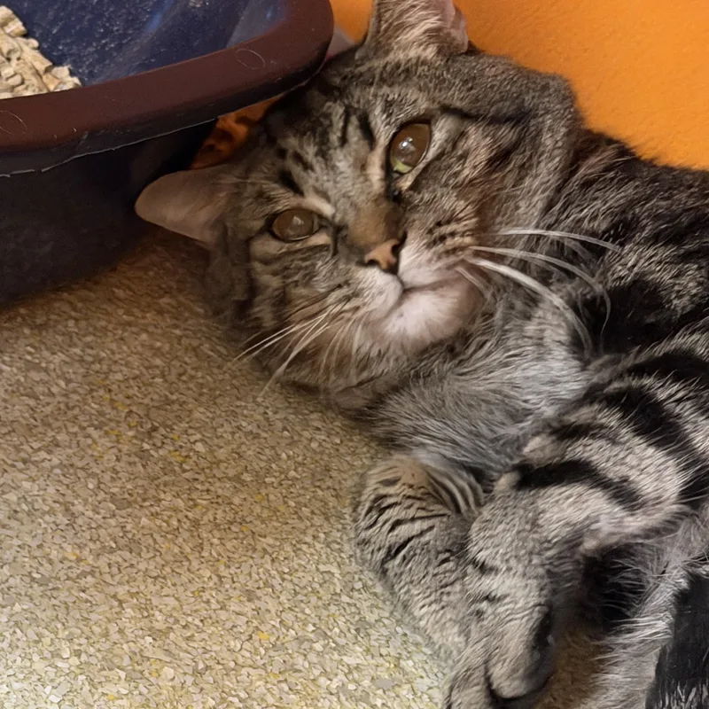 Benjamin thumbnail 3