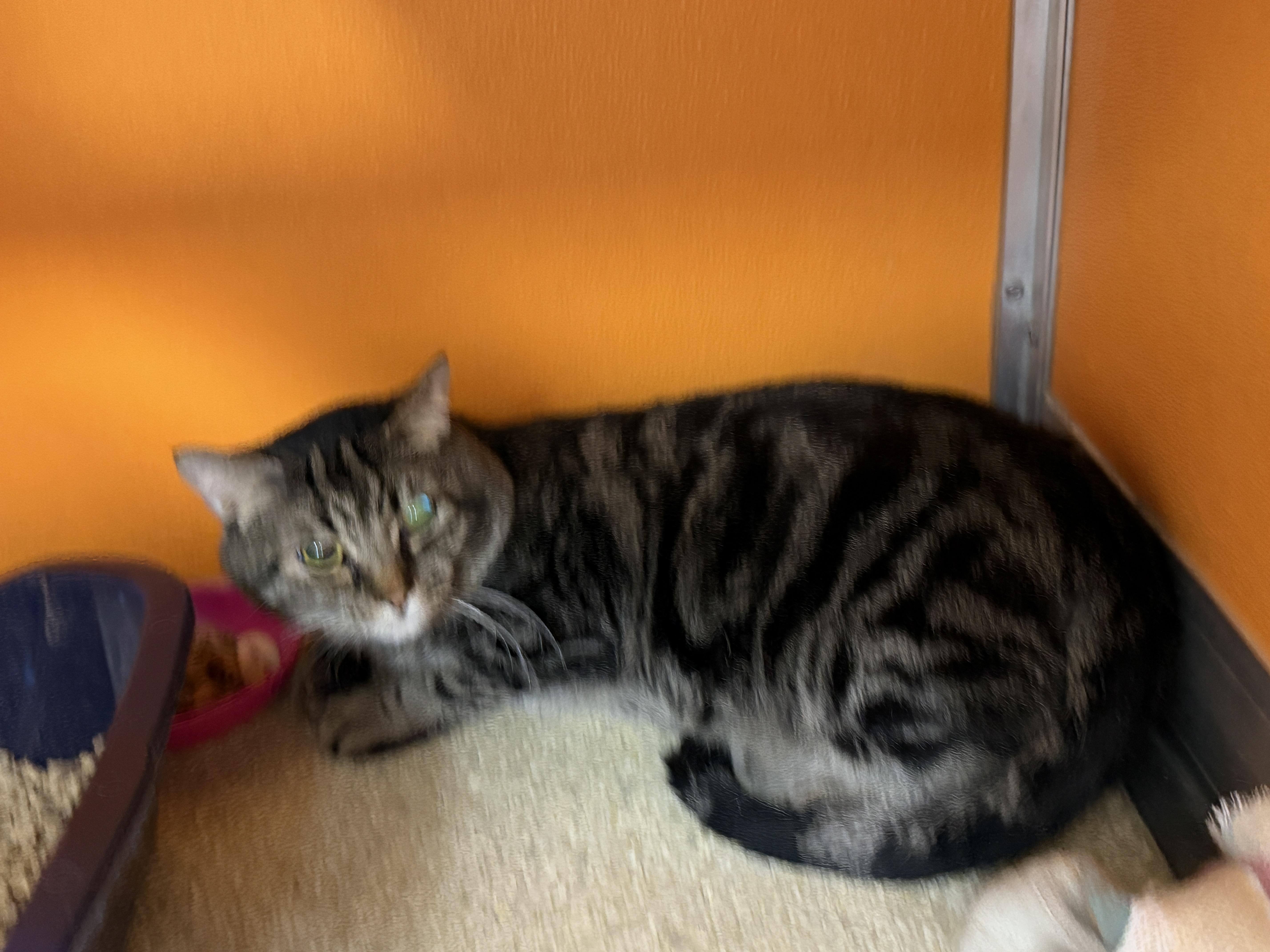 Benjamin thumbnail 4