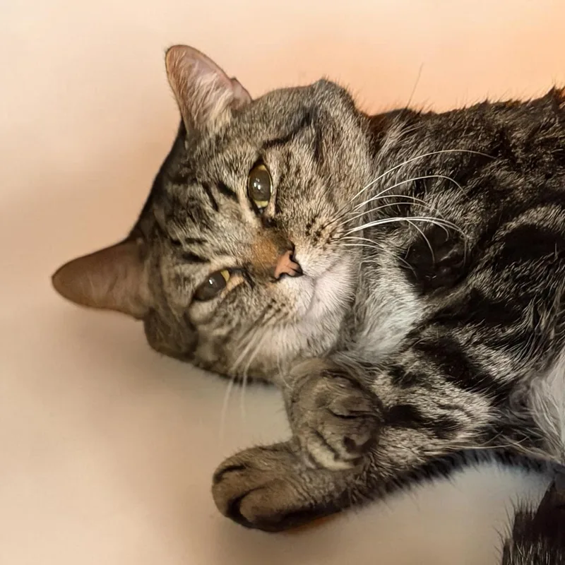 An adult medium-sized male Tabby (Brown / Chocolate) Domestic Short Hair cat named Benjamin for adoption in Elyria, OH