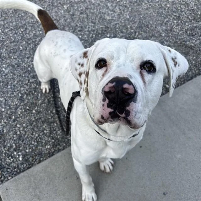 A young large-sized male Boxer dog named Will for adoption in Lincolnton, NC