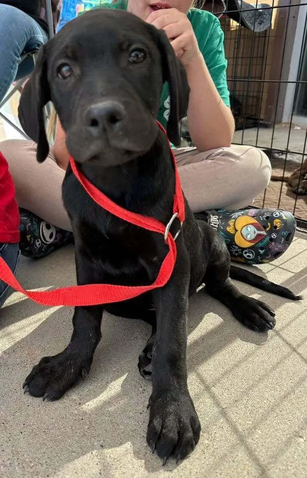 A young large-sized male Black Labrador Retriever dog named Jett for adoption in Fort Lupton, CO