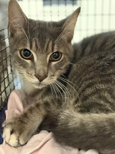 A young medium-sized male Domestic Short Hair cat named Hal for adoption in Fort Lauderdale, FL