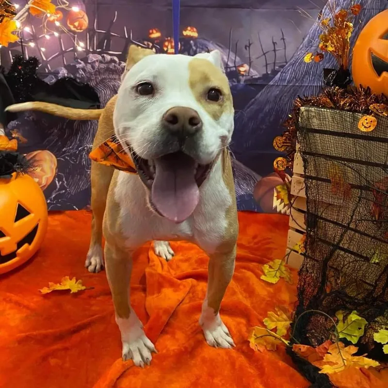 A senior medium-sized female Yellow / Tan / Blond / Fawn Pit Bull Terrier dog named Ariel for adoption in Morganton, NC