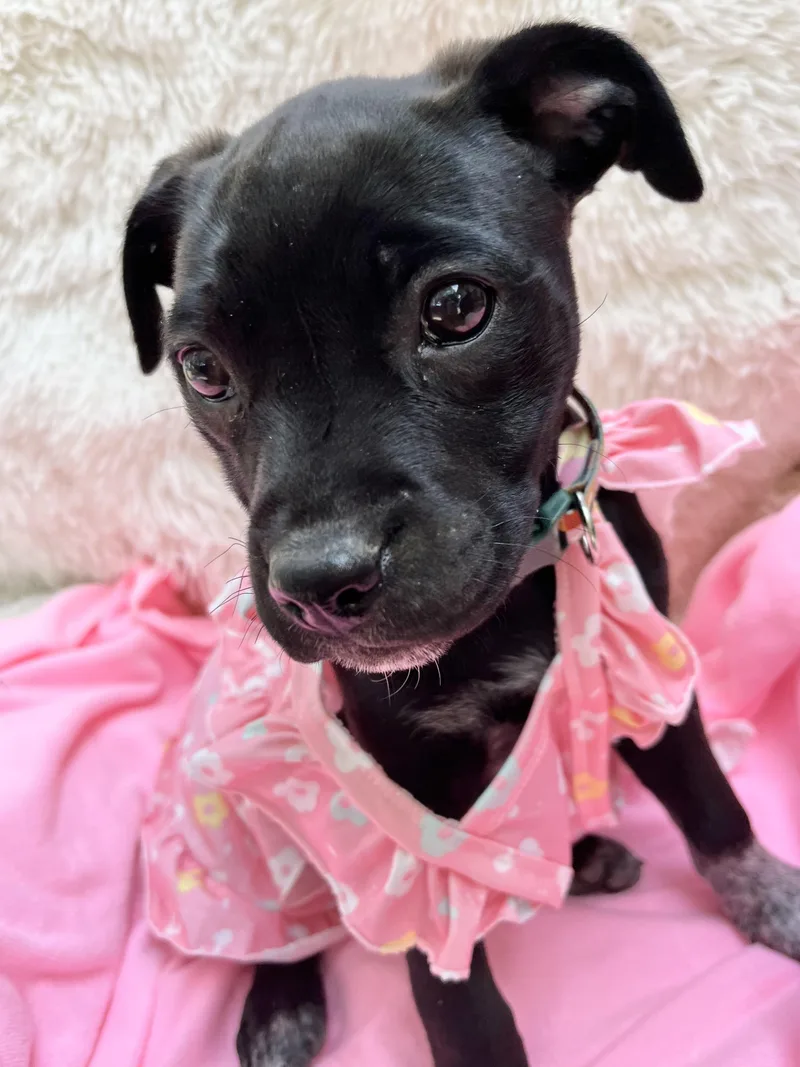 Dahlia Mae thumbnail 3