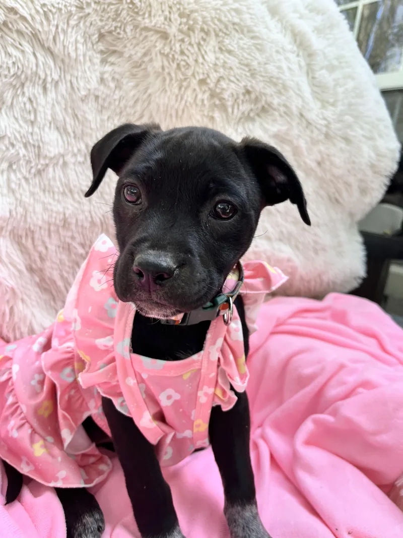 A baby medium-sized female Black Catahoula Leopard Dog dog named Dahlia Mae for adoption in Franklin, TN