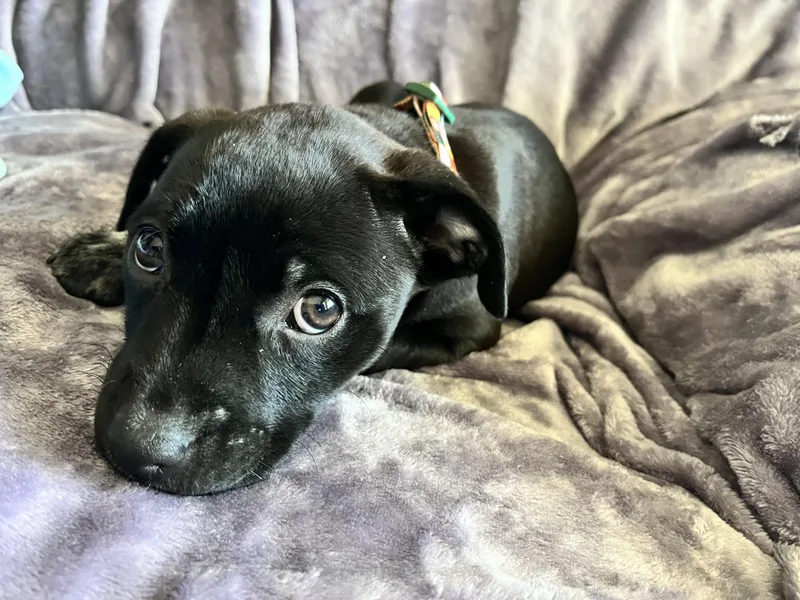 Dahlia Mae thumbnail 4