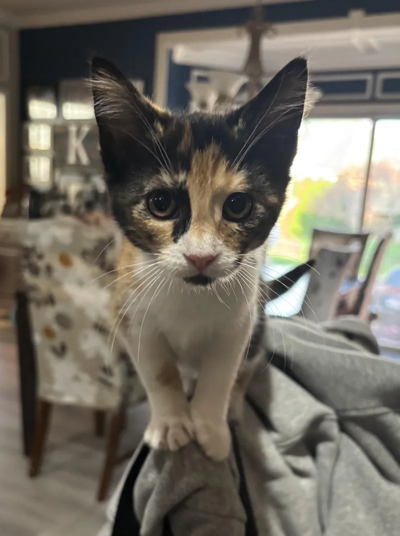 A baby medium-sized female Calico cat named Ms. Willow for adoption in Macomb, MI
