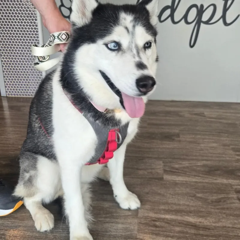 An adult medium-sized female Siberian Husky dog named Lumi for adoption in San Jacinto, CA
