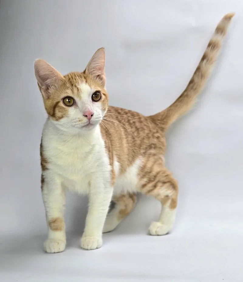 A baby medium-sized male Orange & White Domestic Short Hair cat named Lukas for adoption in Sedalia, CO
