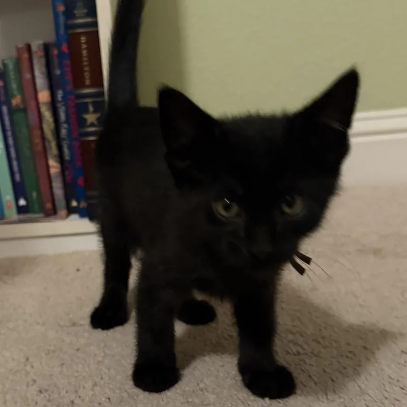 A baby small-sized male Black Domestic Short Hair cat named Rocket for adoption in Pleasanton, CA