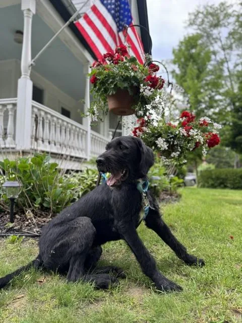 A young large-sized male Black Labradoodle dog named Hershey for adoption in Albany, NY