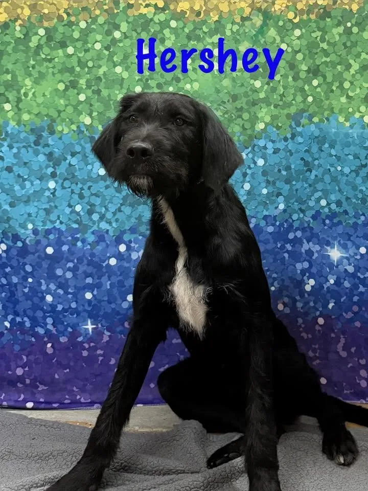 Hershey thumbnail 3