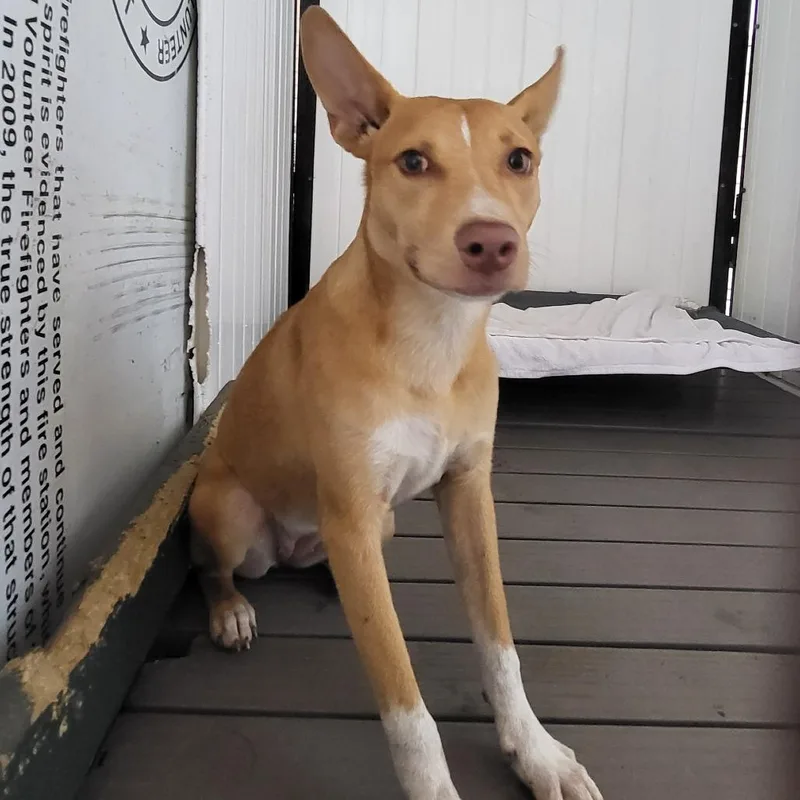 A young small-sized female Yellow / Tan / Blond / Fawn Mixed Breed dog named Scootaloo for adoption in Lake Panasoffkee, FL