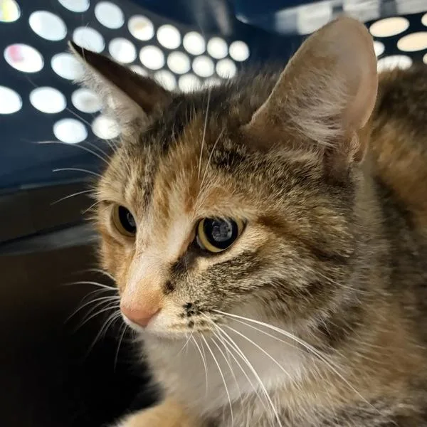 A young medium-sized female Domestic Short Hair cat named Molly for adoption in Des Moines, IA