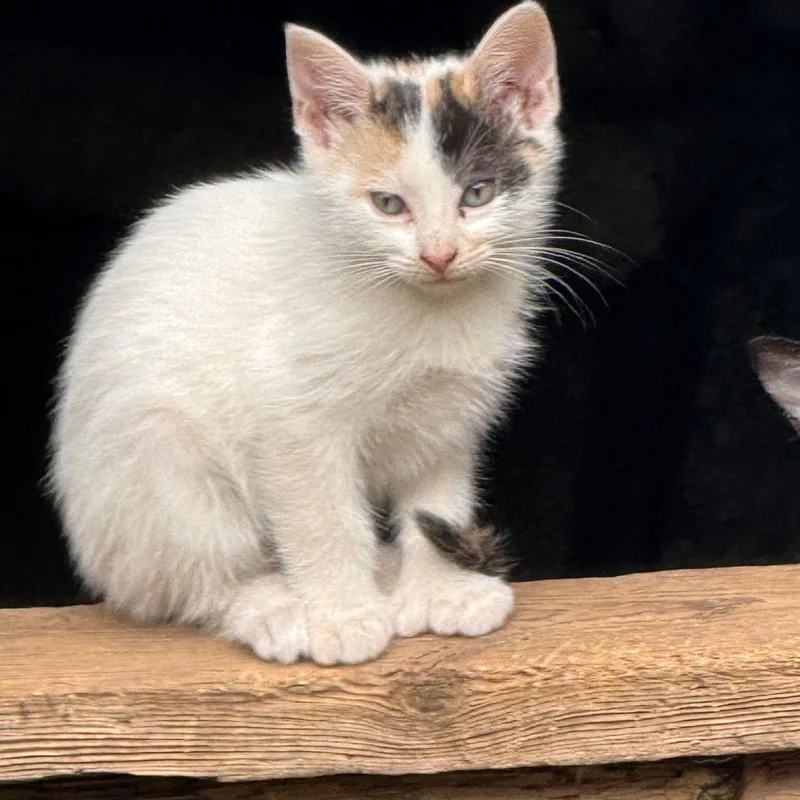 A baby small-sized female Calico Domestic Short Hair cat named Thumpalina for adoption in West Plains, MO