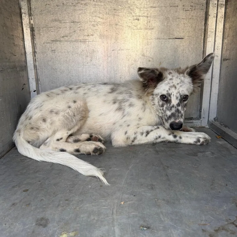 A baby medium-sized male White / Cream Australian Shepherd dog named Thunder for adoption in Edinburg, TX