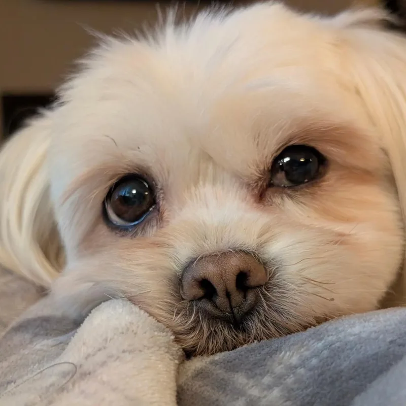 A senior small-sized male Maltese dog named Bowie for adoption in Crystal, MN