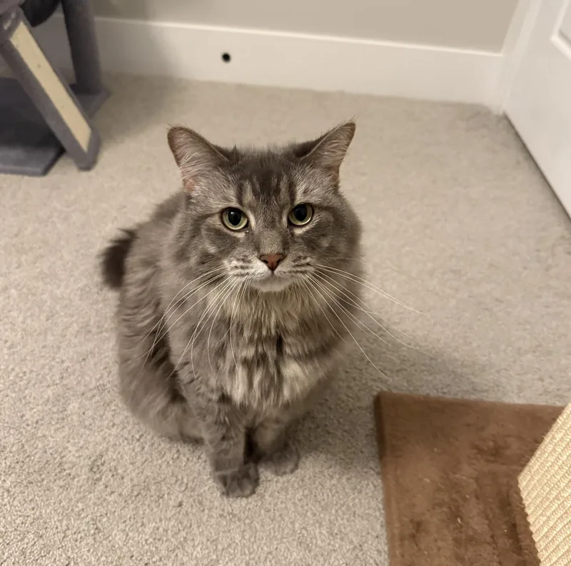 An adult large-sized female Domestic Short Hair cat named Mandy for adoption in Lincoln, NE