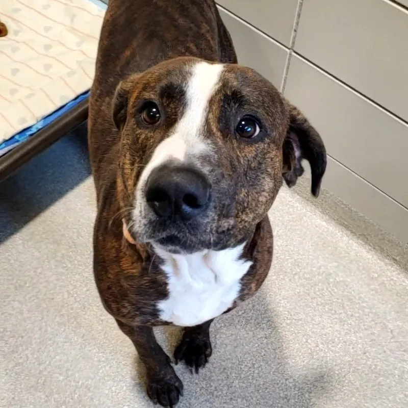 An adult large-sized male Brown / Chocolate Pit Bull Terrier dog named Dillon for adoption in Novelty, OH