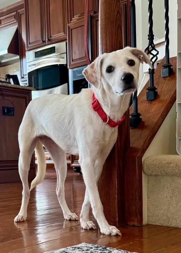 A young small-sized female Labrador Retriever dog named Sara for adoption in Skillman, NJ