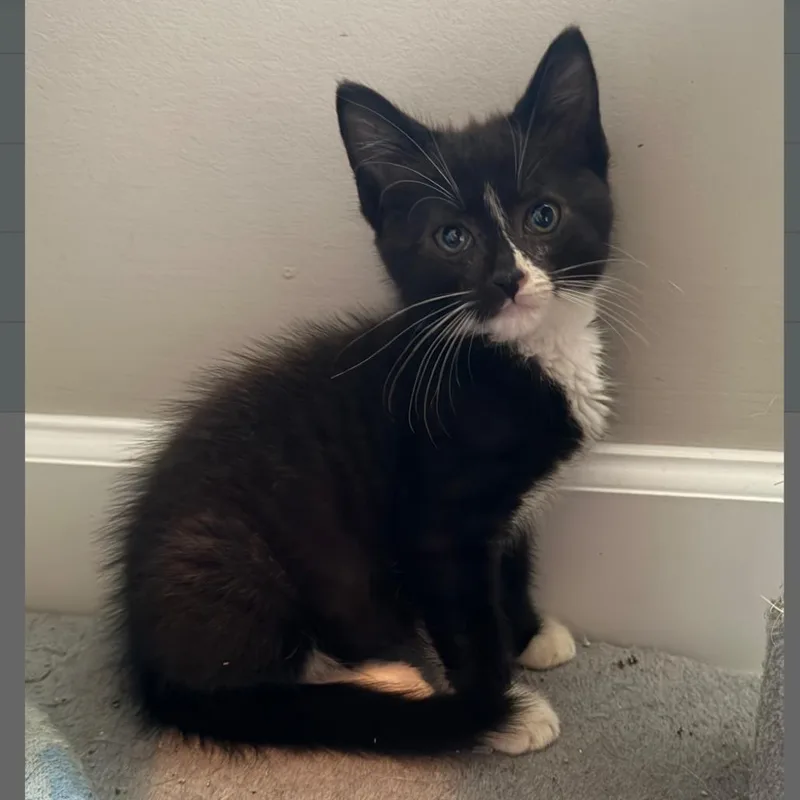 A baby medium-sized male Black & White / Tuxedo Domestic Short Hair cat named Waltz for adoption in Murfreesboro, TN