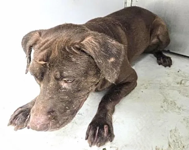 An adult large-sized male Labrador Retriever dog named Reggie for adoption in Houston, TX
