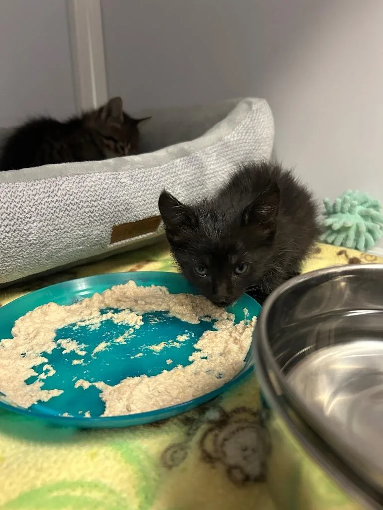 A baby medium-sized female Domestic Short Hair cat named Evangeline for adoption in Peoria, AZ