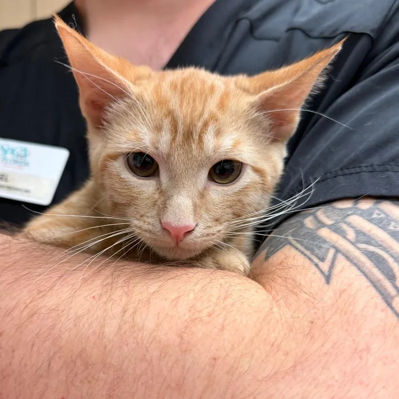 A baby small-sized male Orange / Red Domestic Short Hair cat named Daniel for adoption in Lakeland, FL