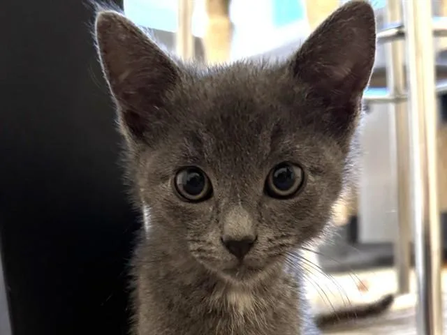 A baby small-sized male Domestic Short Hair cat named Dusty for adoption in Palo Alto, CA