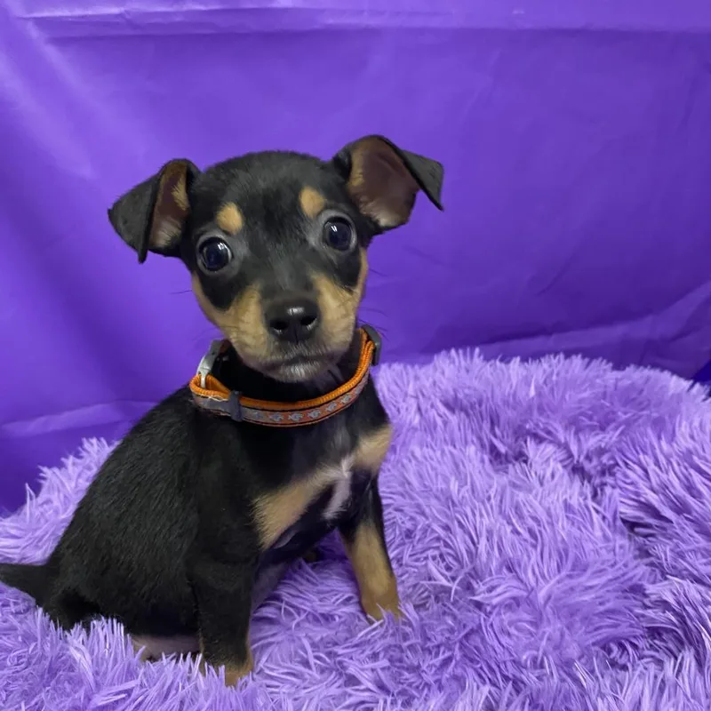A baby small-sized female Black Miniature Pinscher dog named Gaga for adoption in North Myrtle Beach, SC