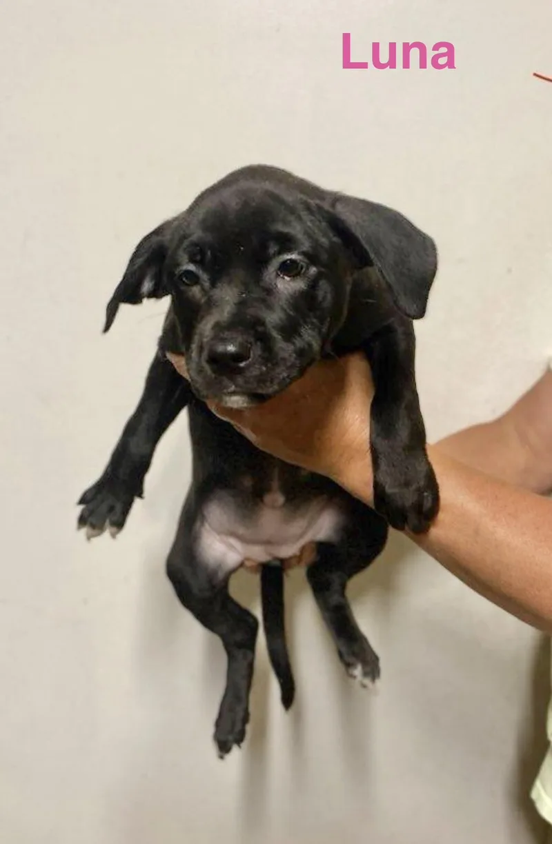 A baby medium-sized female Labrador Retriever dog named Luna for adoption in Manchester, CT