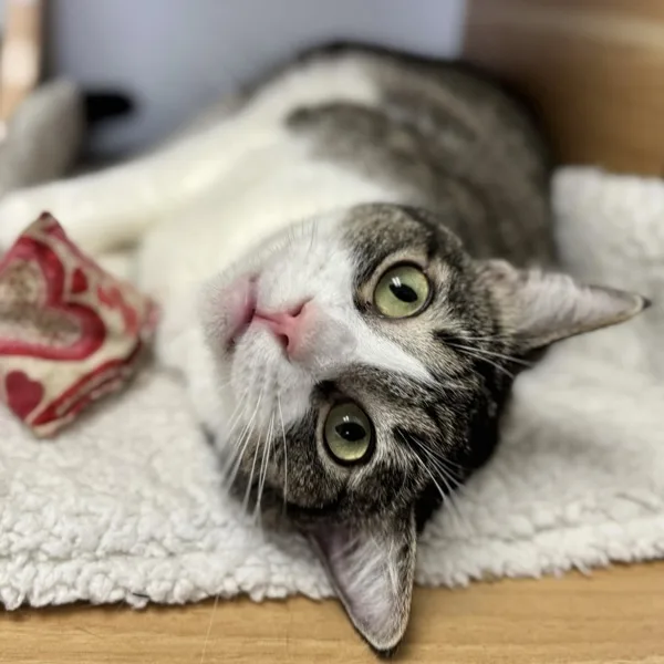 An adult medium-sized female Domestic Short Hair cat named Ana for adoption in Bonsall, CA