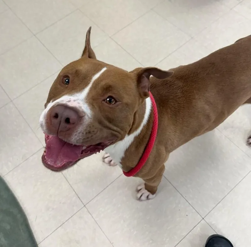 An adult medium-sized male Brown / Chocolate Pit Bull Terrier dog named Brutus for adoption in Clayton, NJ