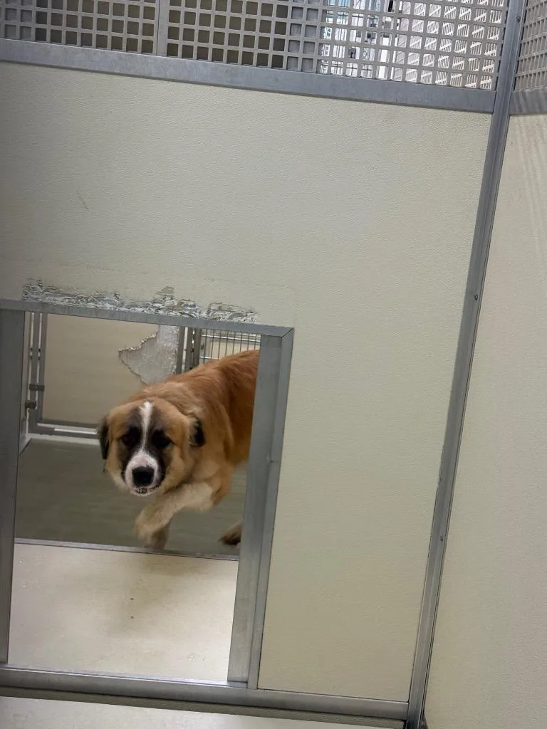 A young large-sized male Mixed Breed dog named Alex for adoption in Columbia, TN