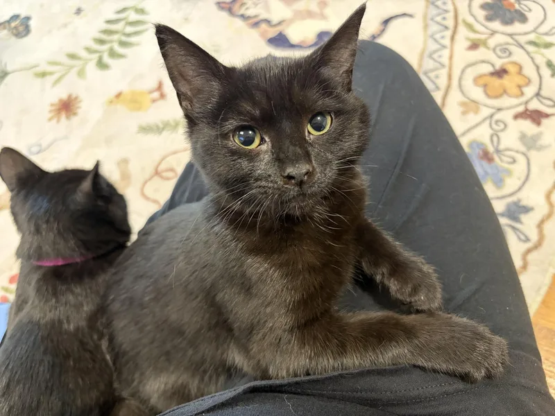 A baby medium-sized female Black Domestic Short Hair cat named Luna for adoption in Greensburg, PA