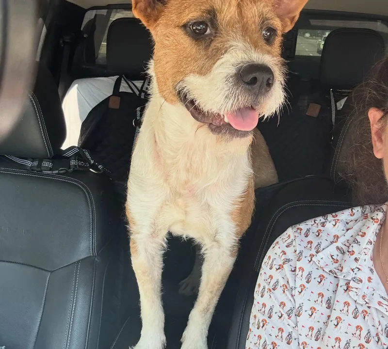 An adult medium-sized female Bicolor Irish Terrier dog named Sandy for adoption in Raleigh, NC
