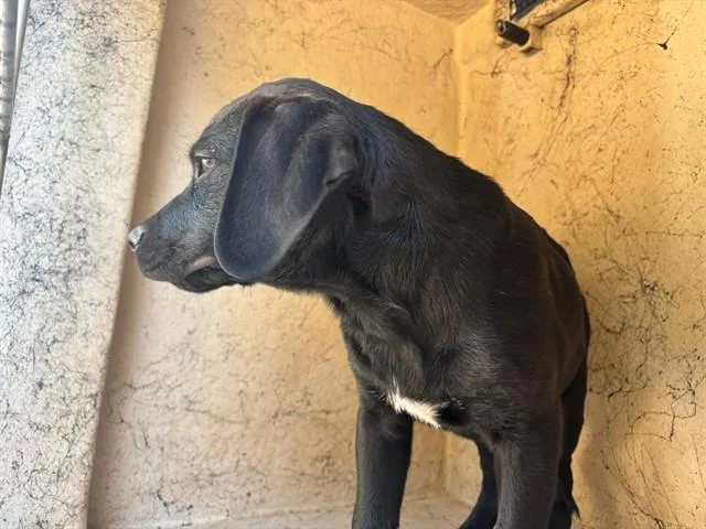 A baby small-sized male Rottweiler dog named A for adoption in Oklahoma City, OK