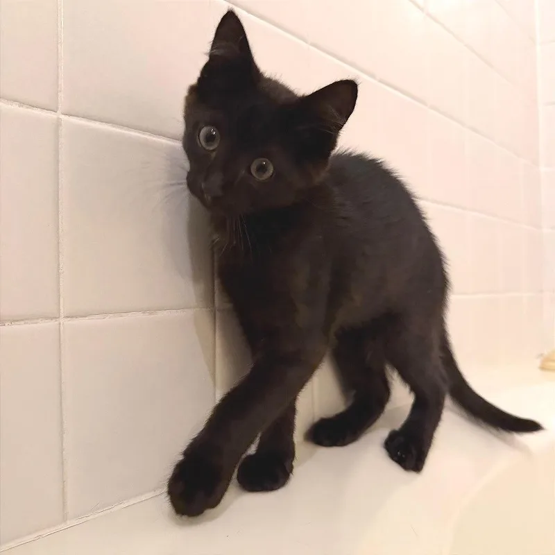 A baby small-sized male Black Domestic Short Hair cat named Mac for adoption in Gibsonia, PA