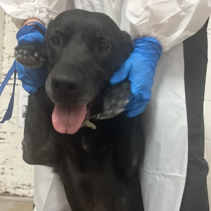 An adult medium-sized female Black Labrador Retriever dog named Lumy for adoption in Edinburg, TX