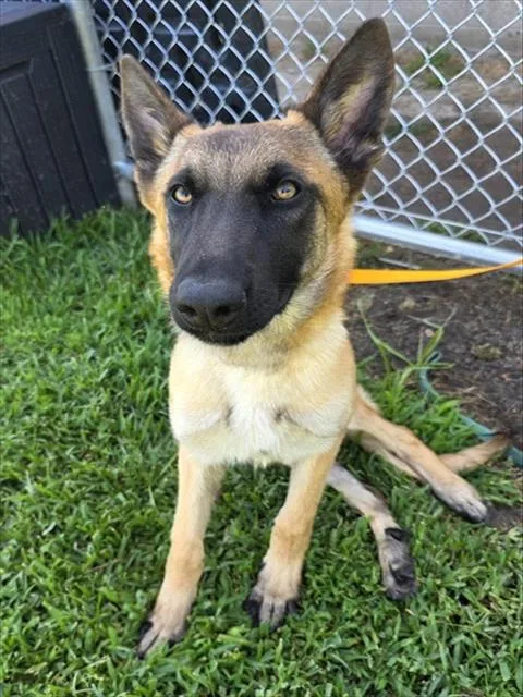 A young medium-sized male Belgian Shepherd / Malinois dog named Max for adoption in Thousand Palms, CA