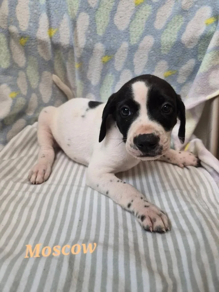 A baby large-sized male English Pointer dog named Moscow for adoption in Clinton, SC