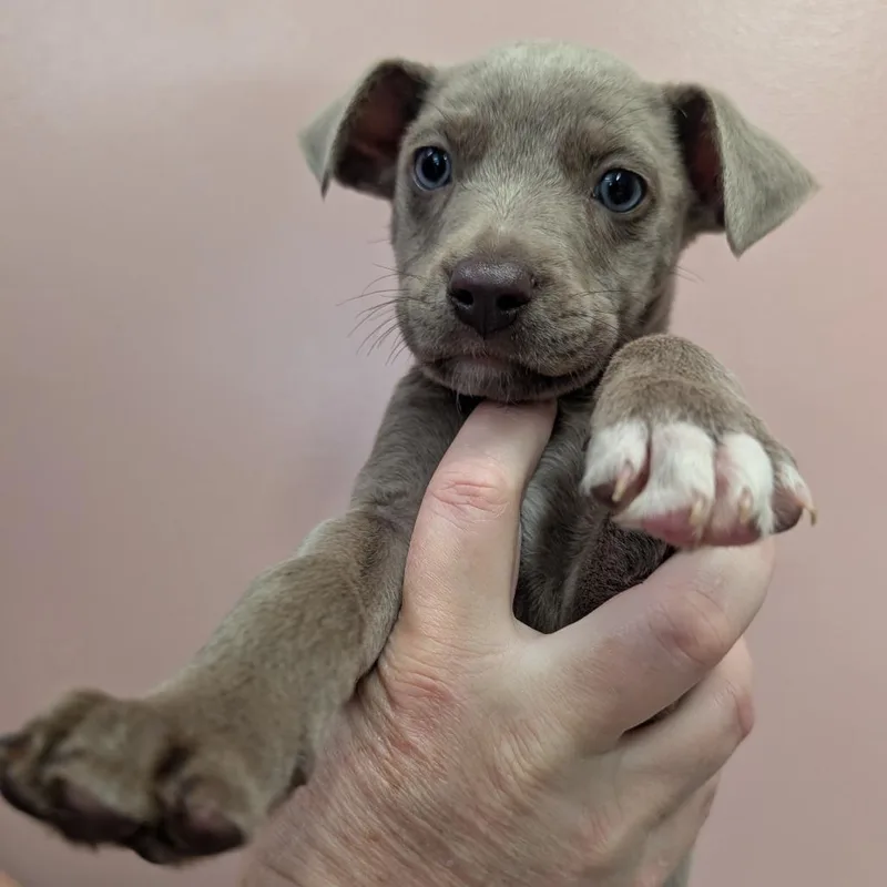 A baby small-sized female White / Cream Mixed Breed dog named McCrispy for adoption in Huntsville, AR