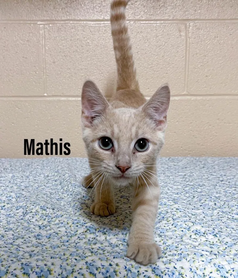 A baby small-sized male Domestic Short Hair cat named Mathis for adoption in Clearfield, KY